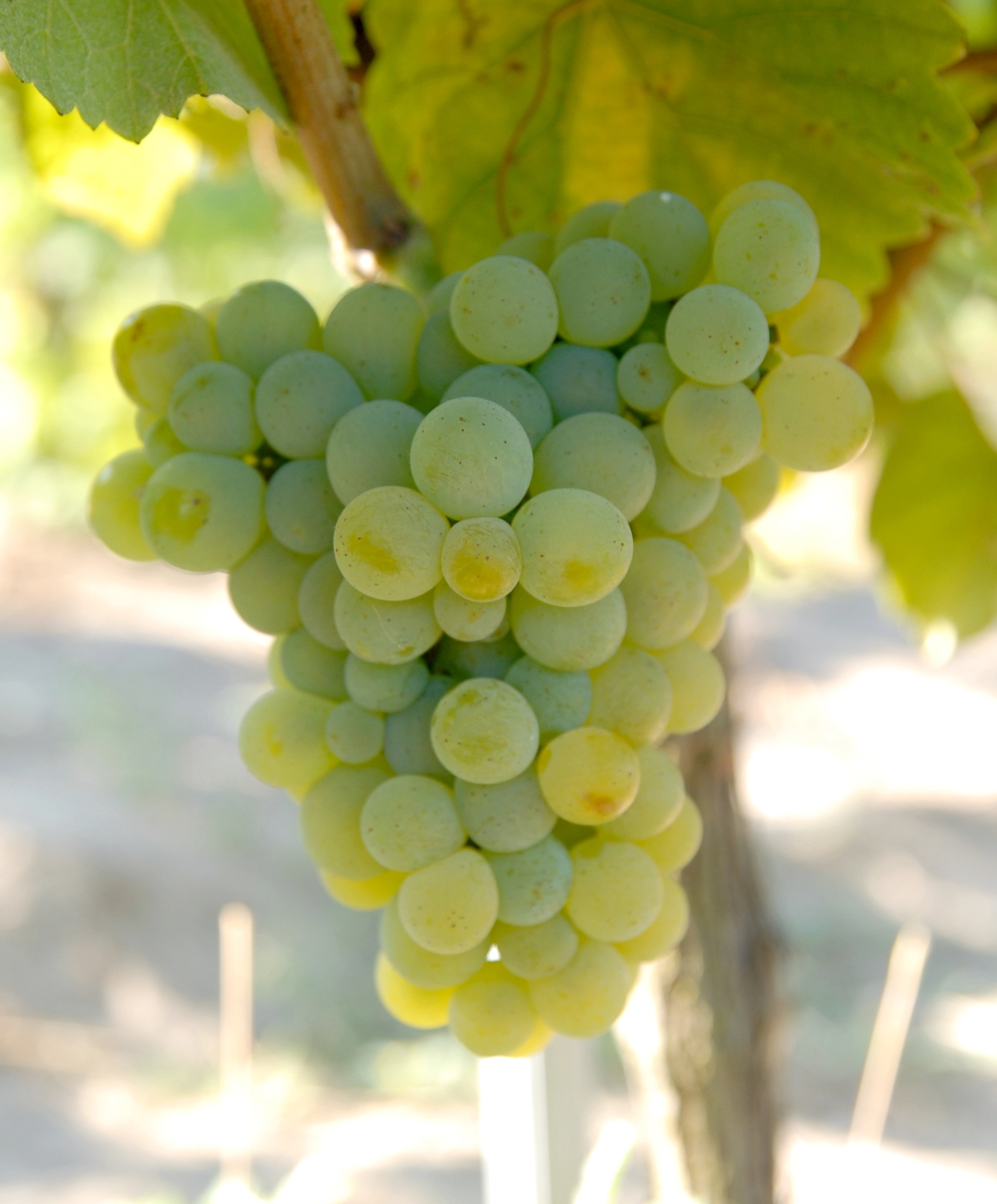 Grappe