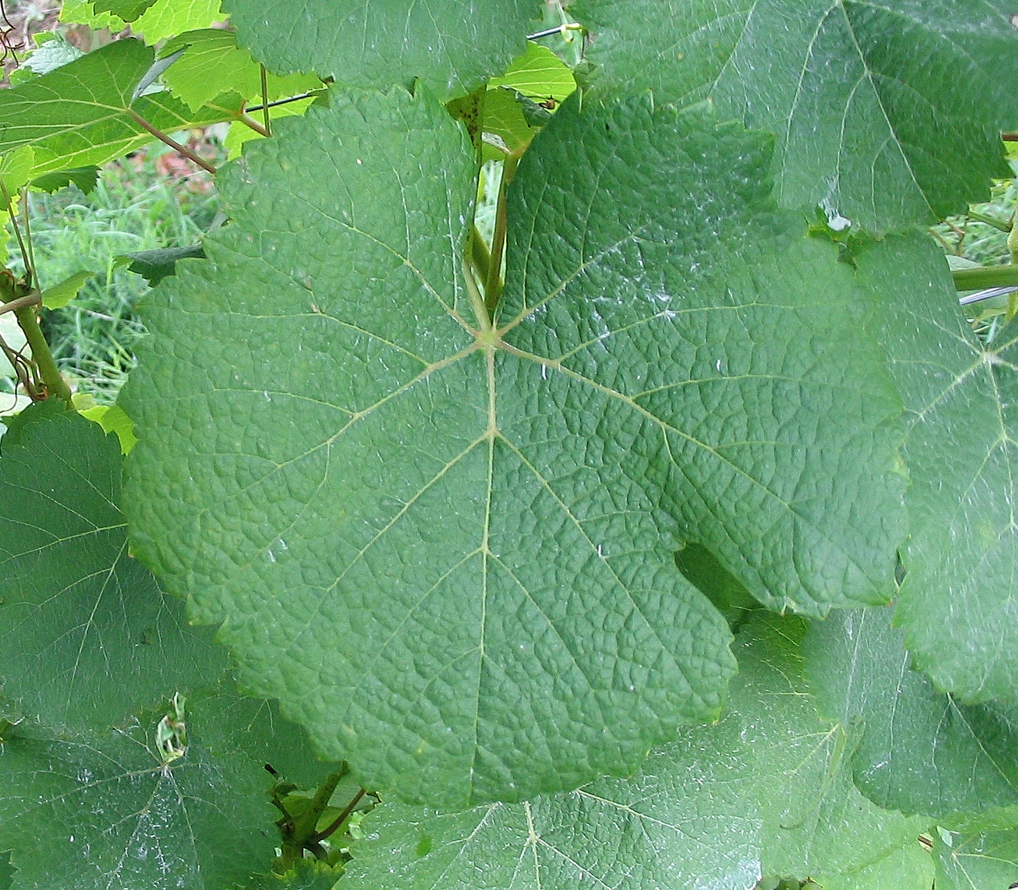 Feuille