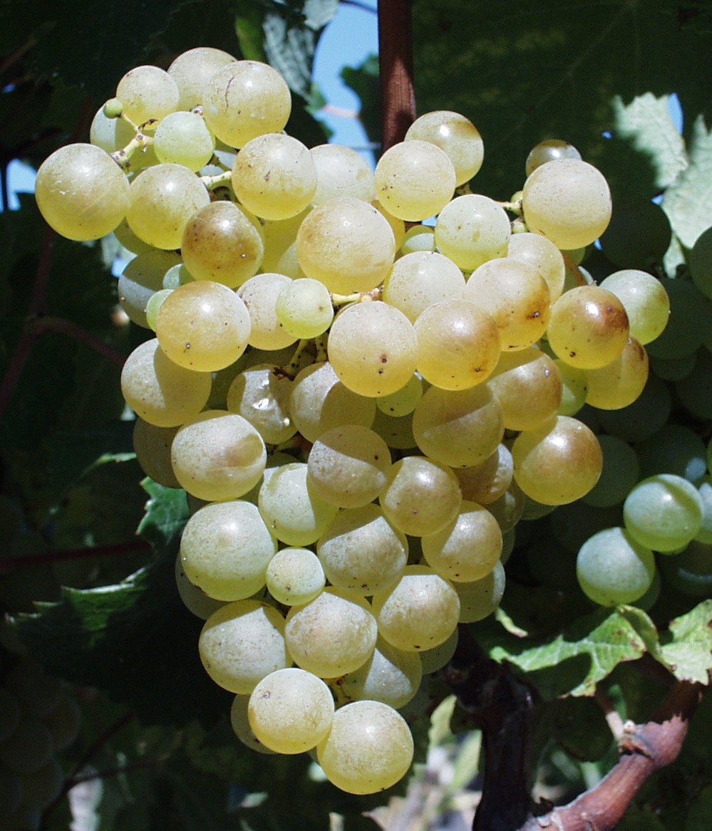 Grappe