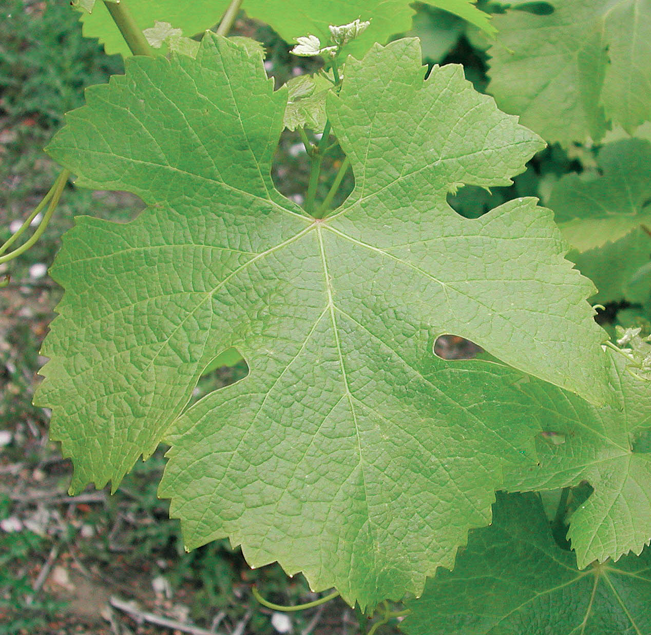 Feuille
