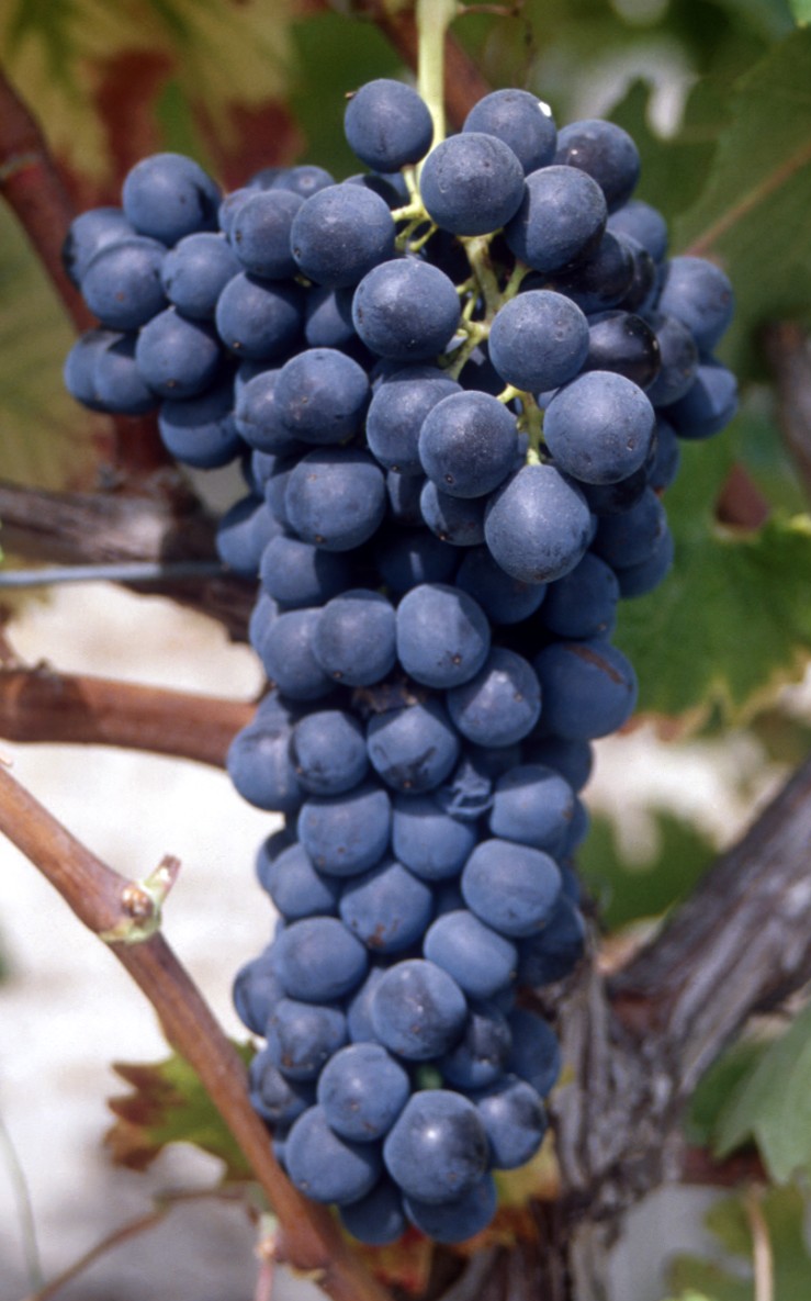 Grappe
