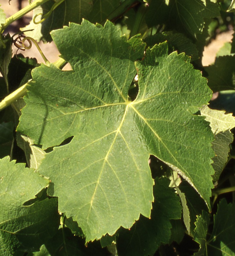 Feuille