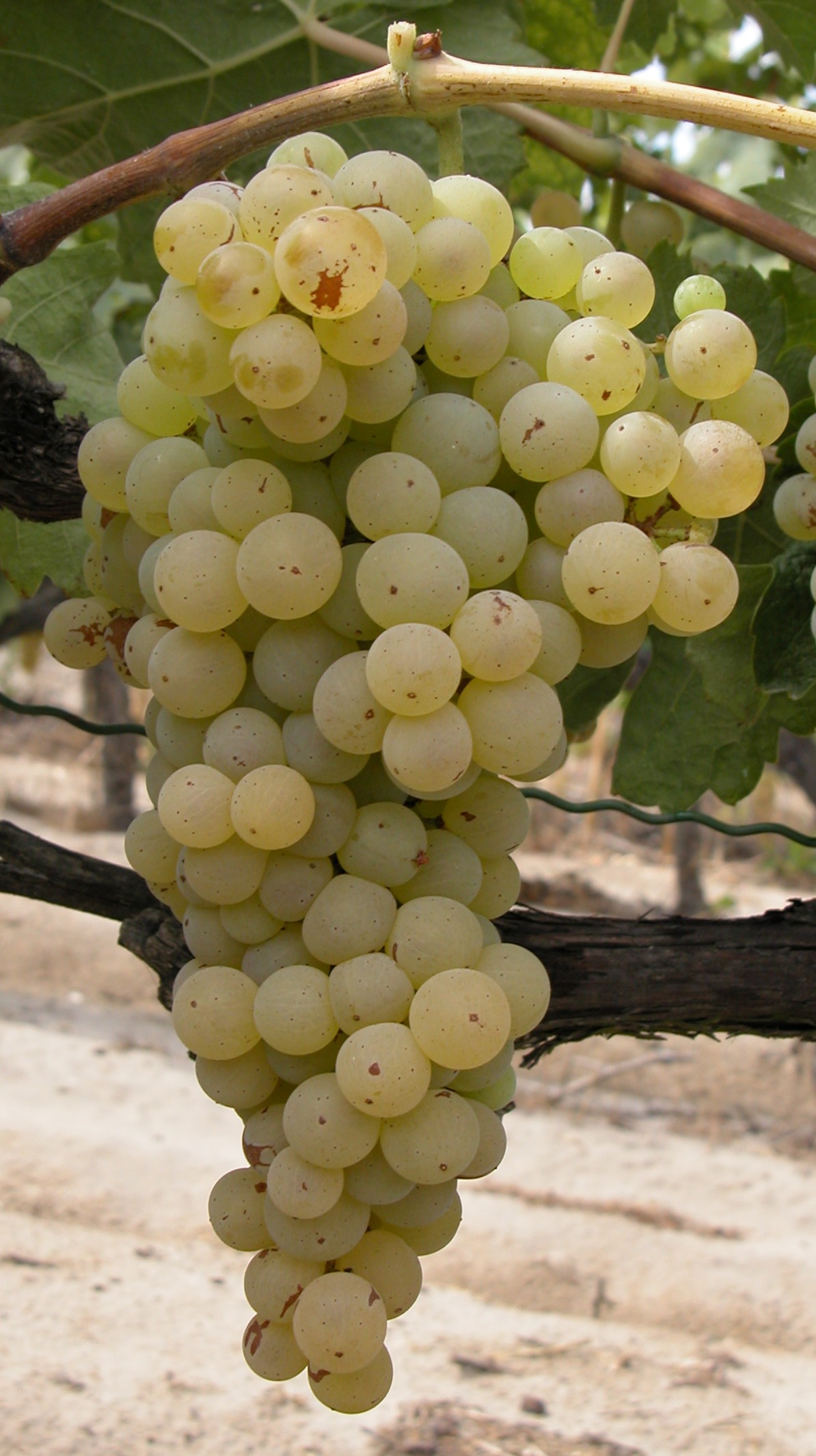 Grappe
