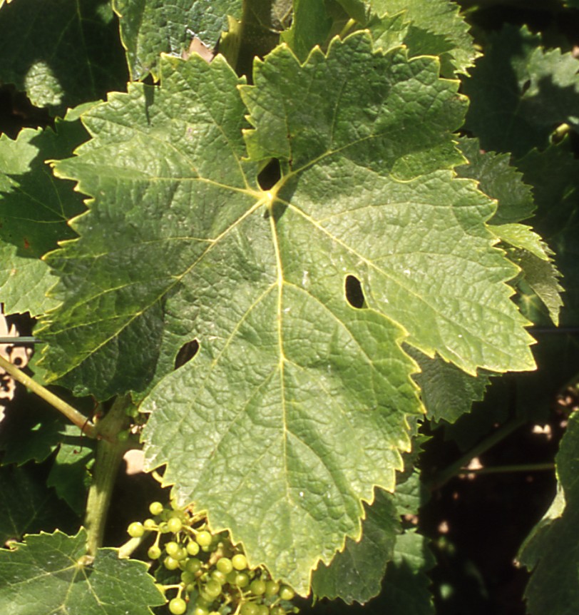 Feuille