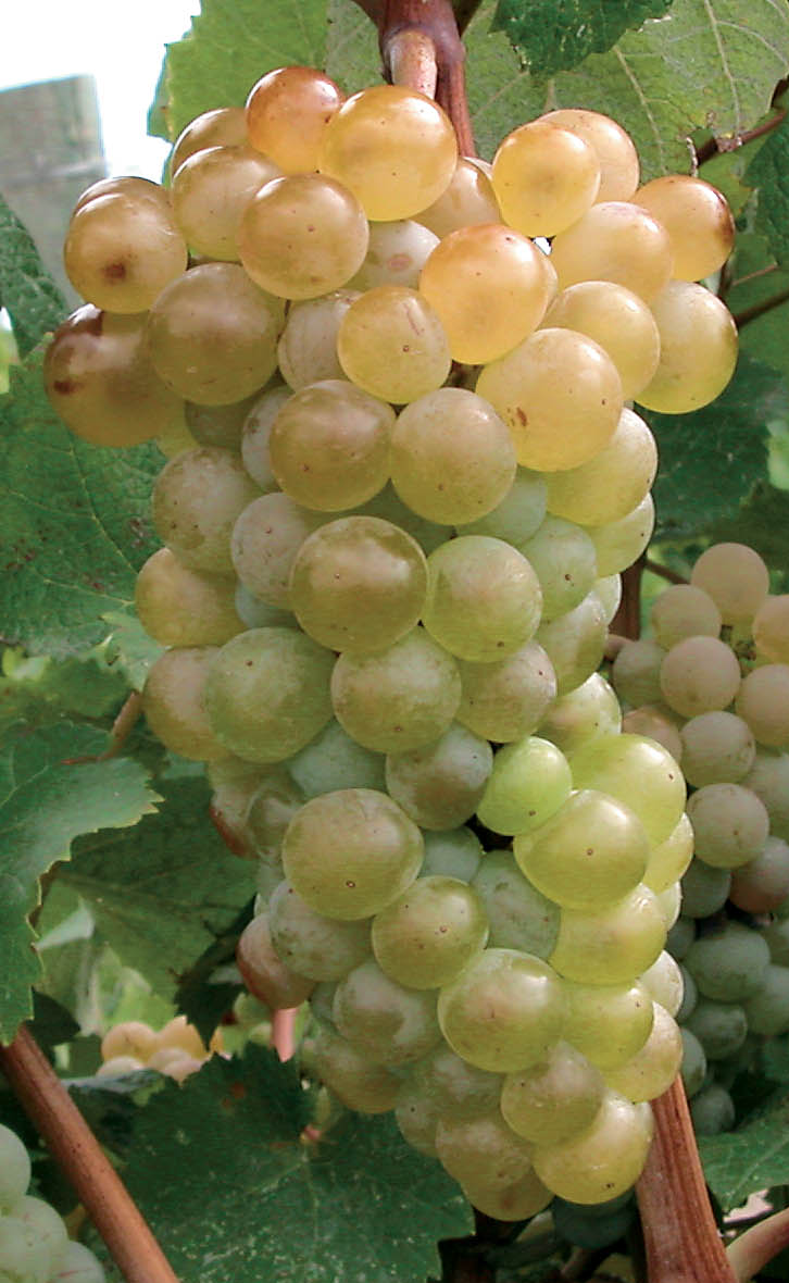 Grappe