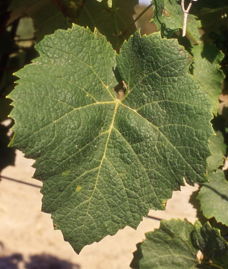 Feuille