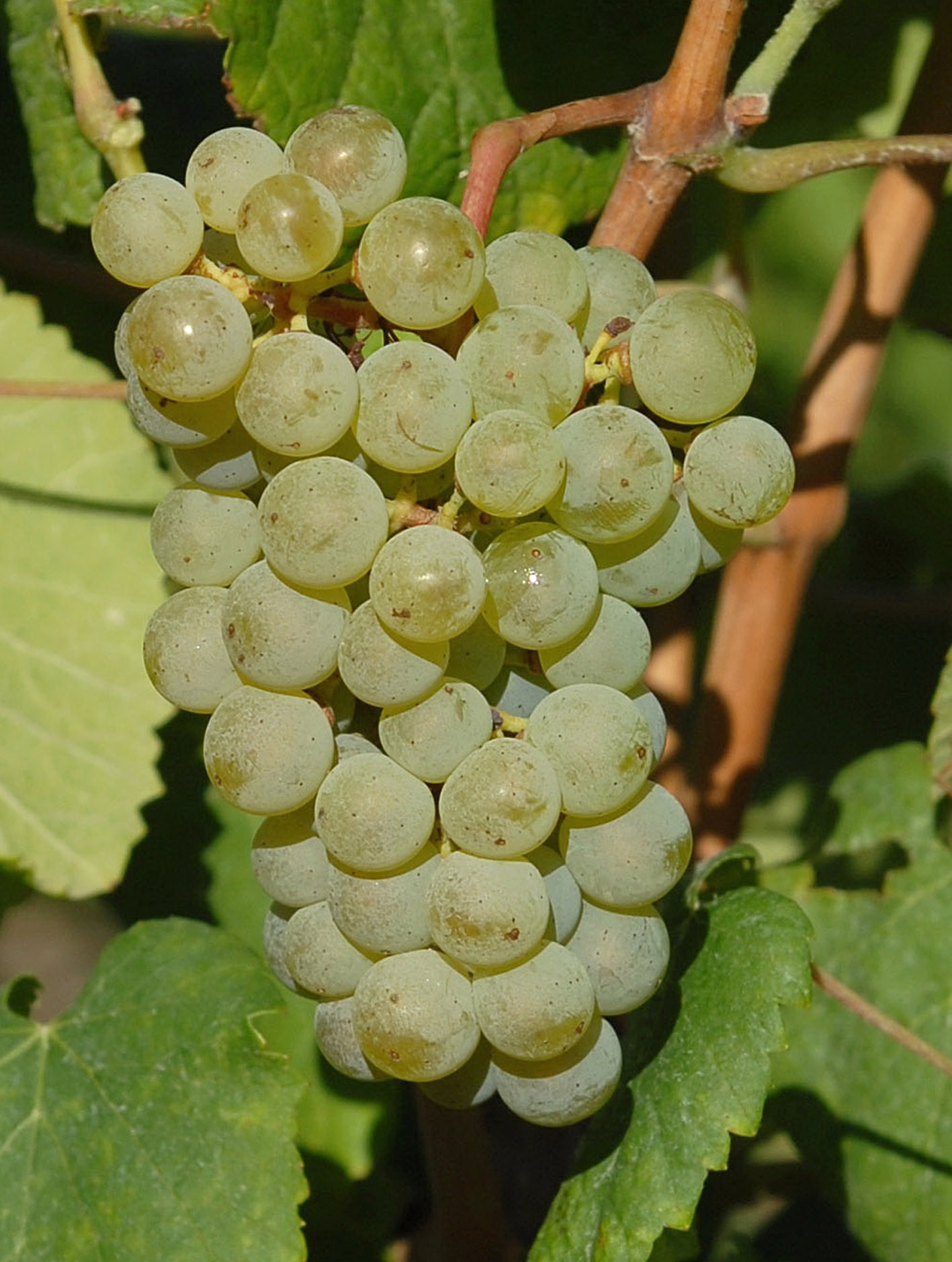 Grappe