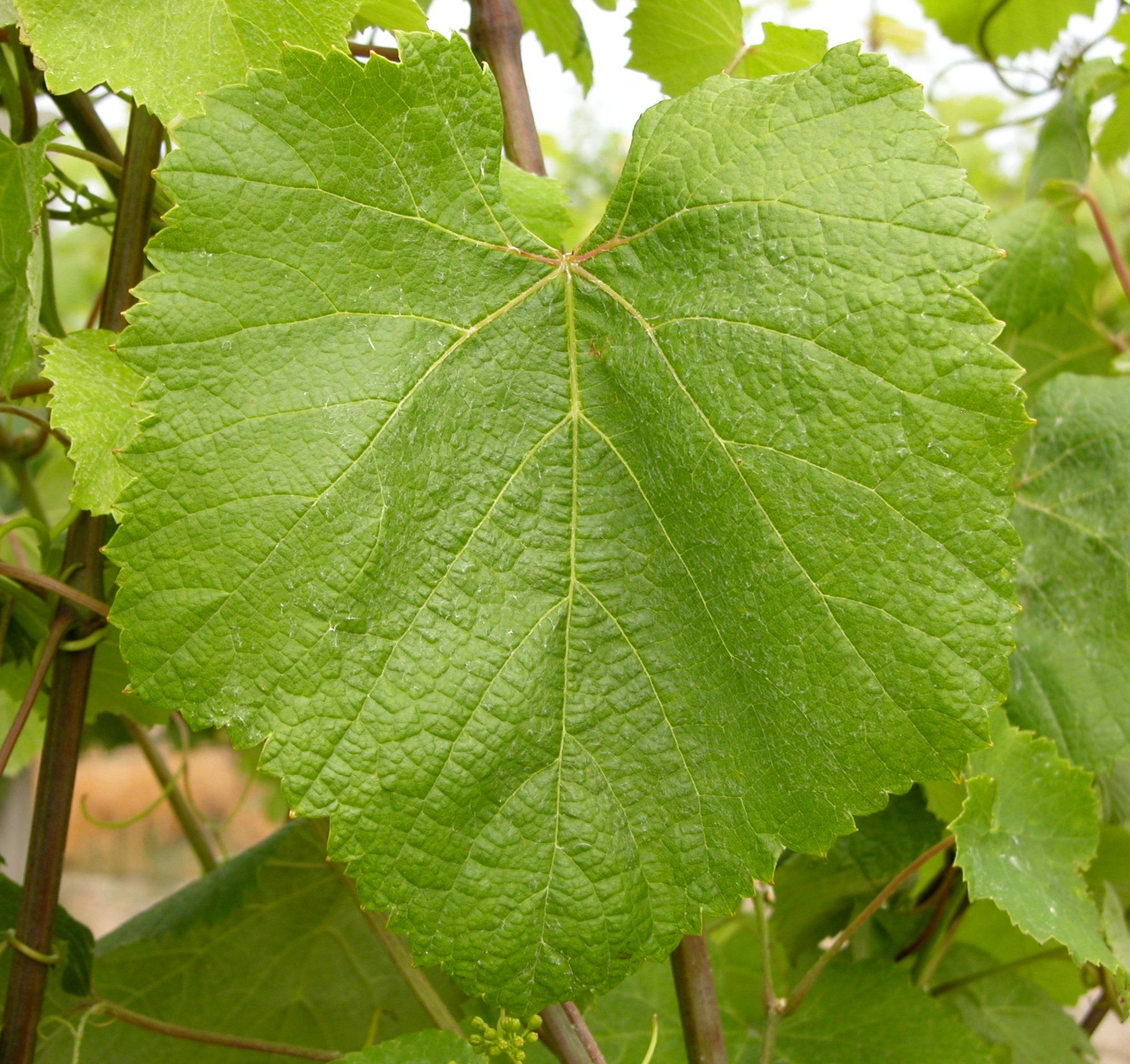 Feuille