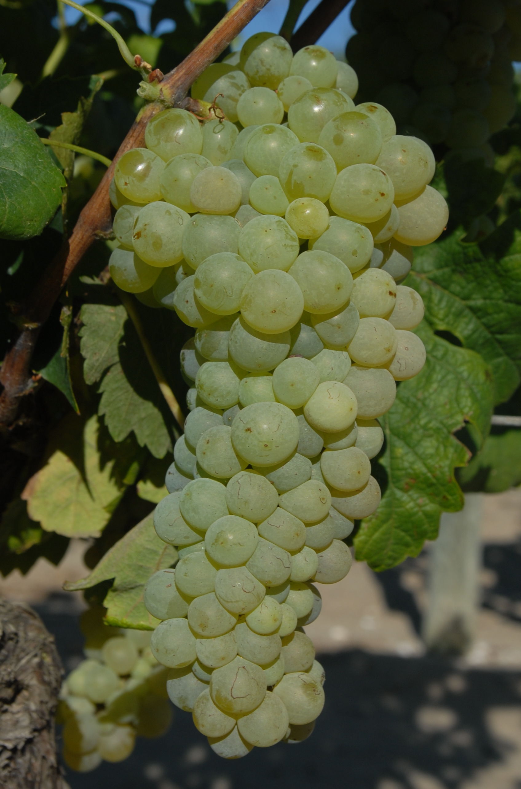 Grappe