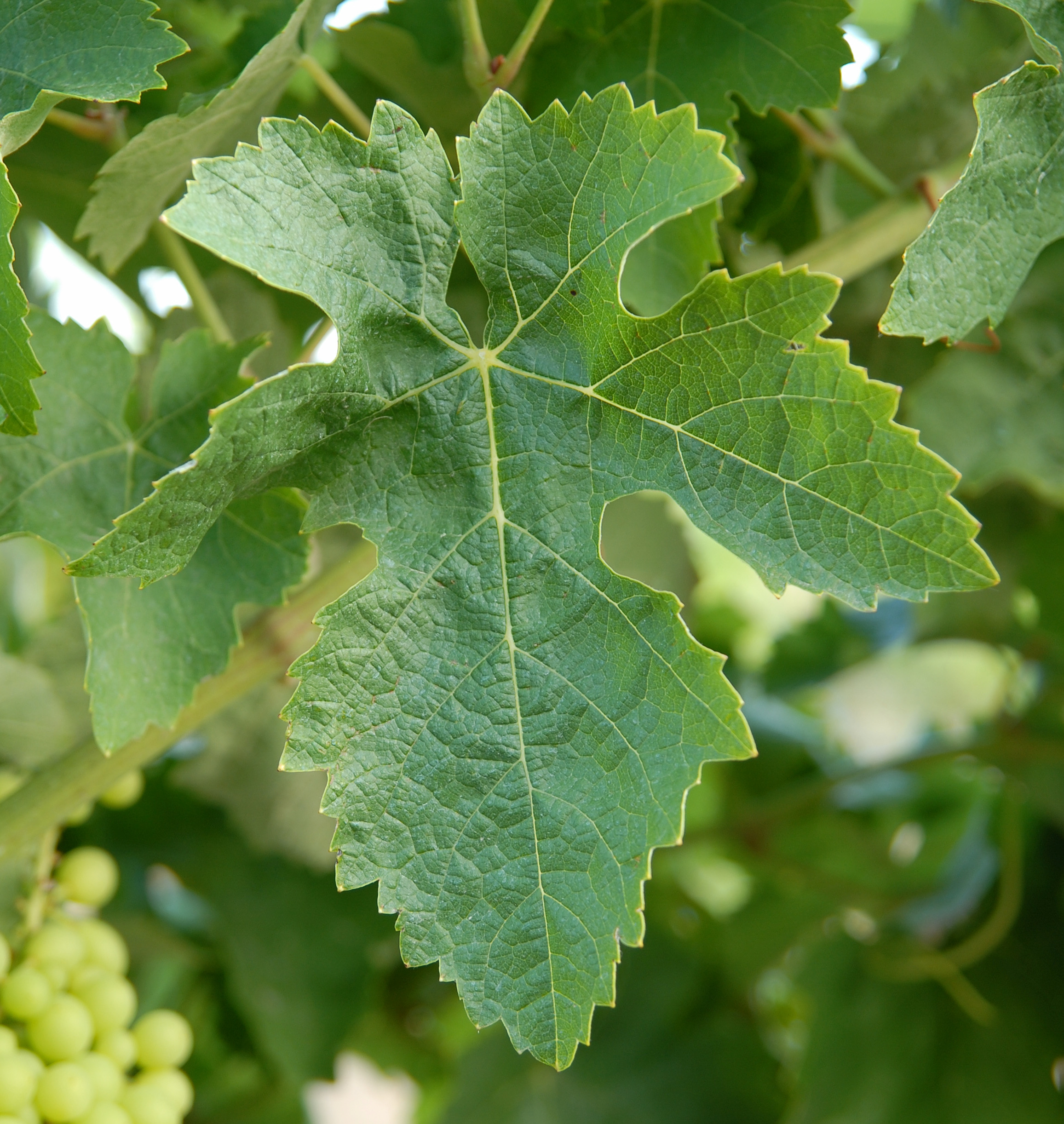 Feuille