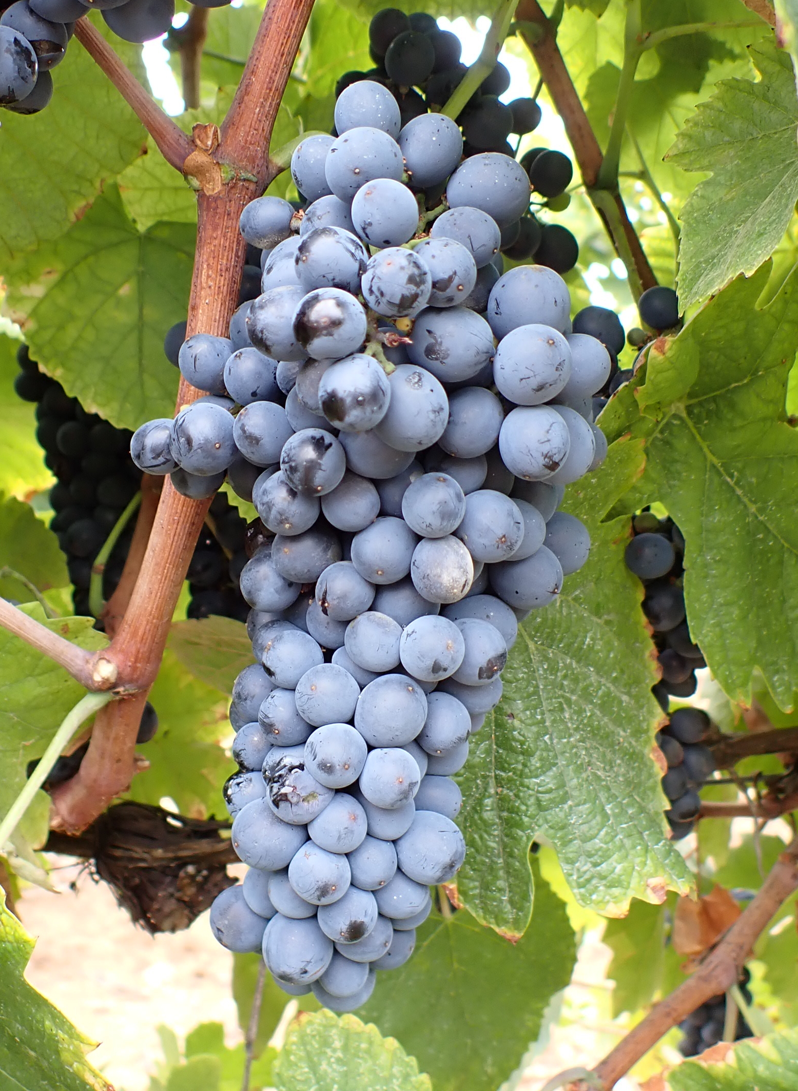 Grappe