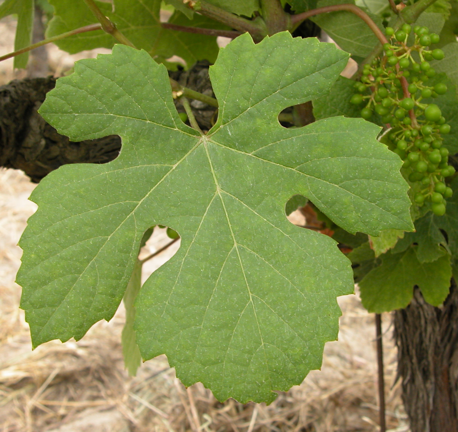 Feuille