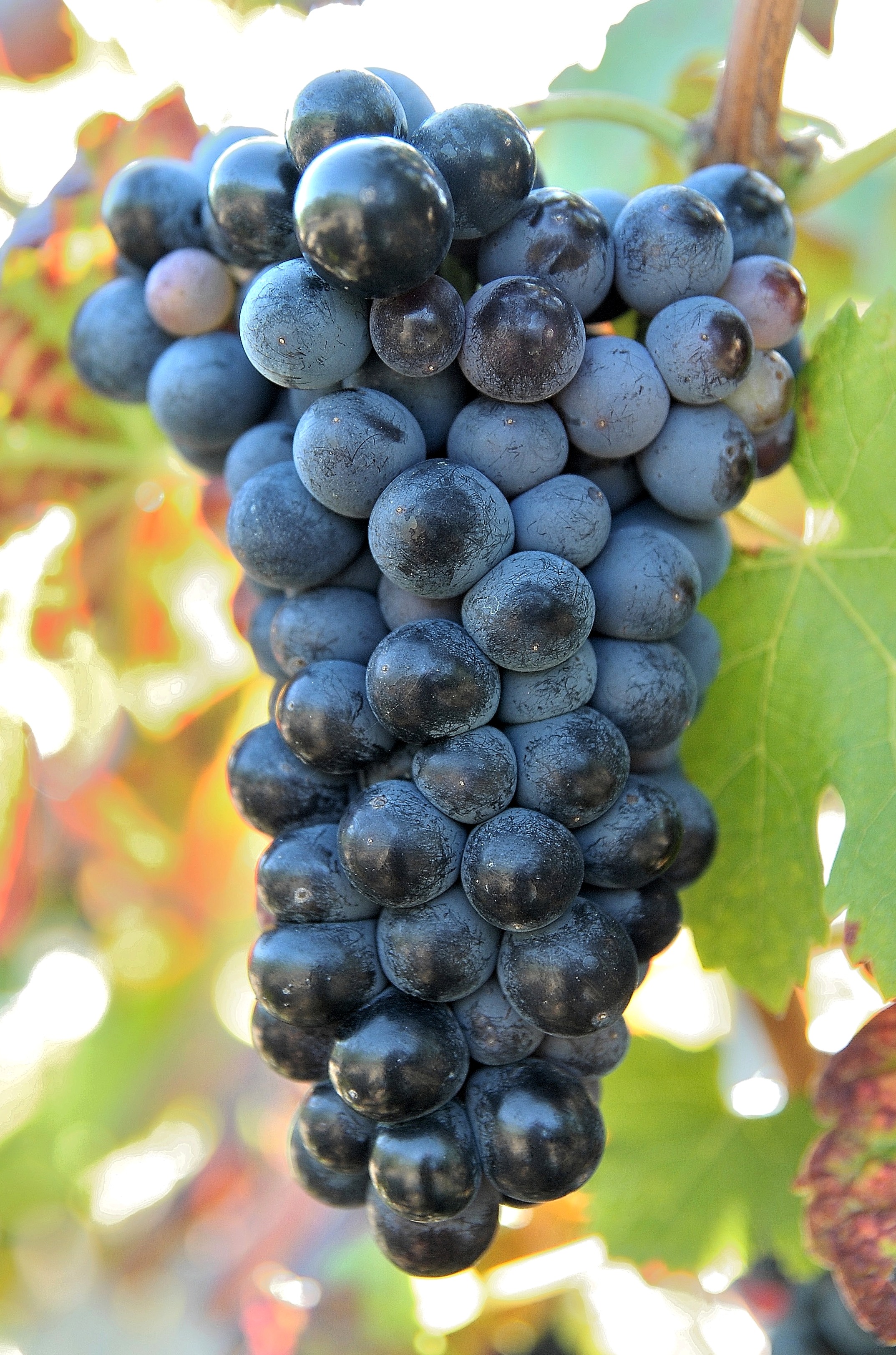 Grappe