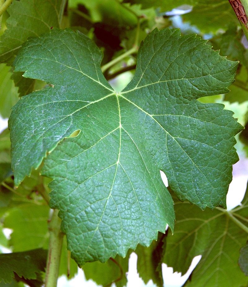 Feuille
