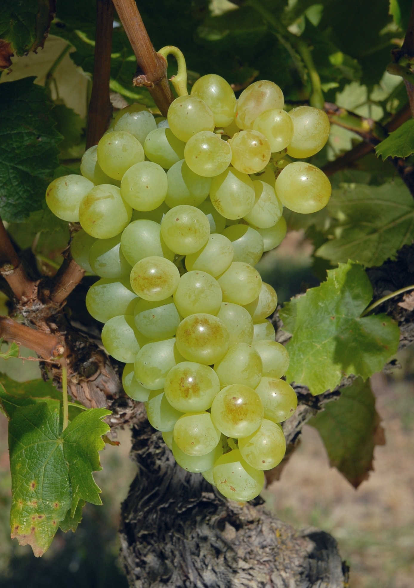 Grappe