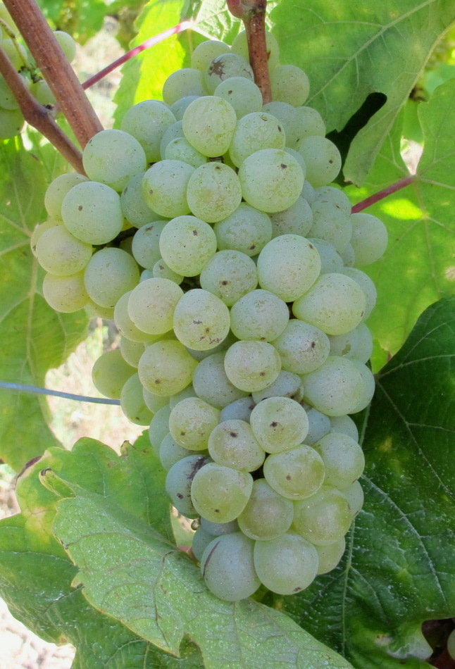 Grappe
