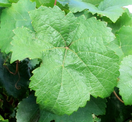 Feuille