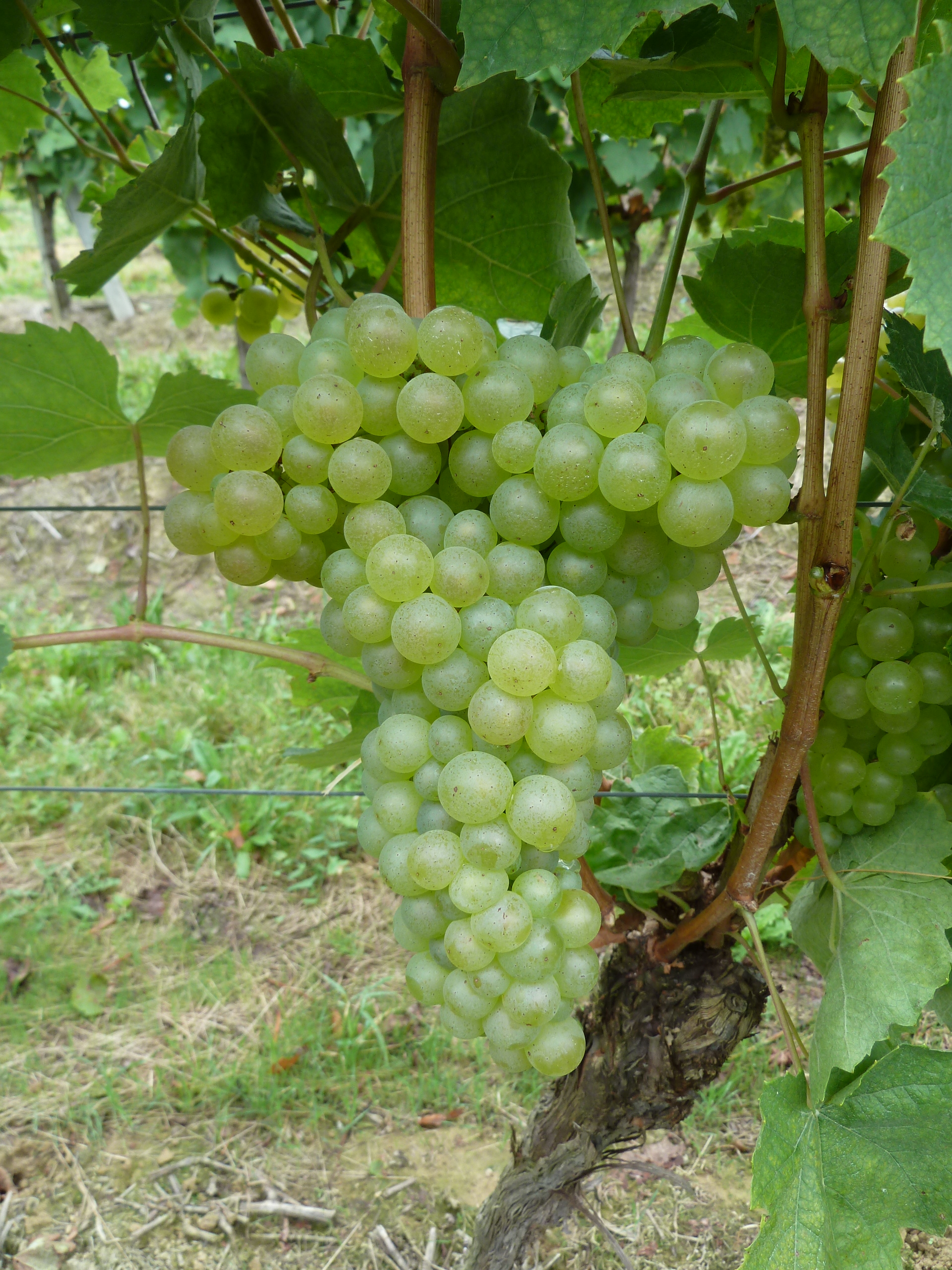 Grappe