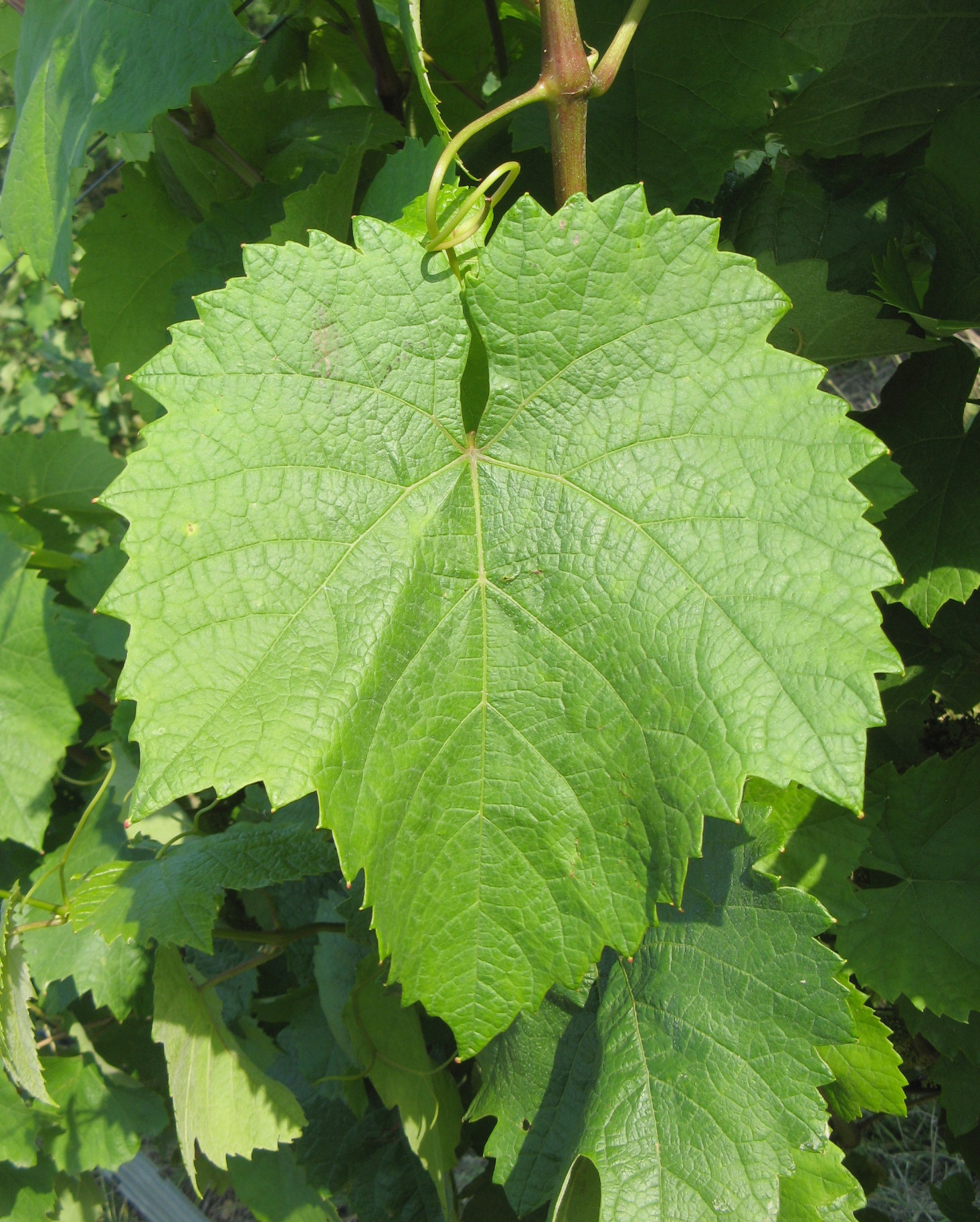 Feuille