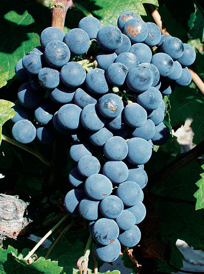 Grappe