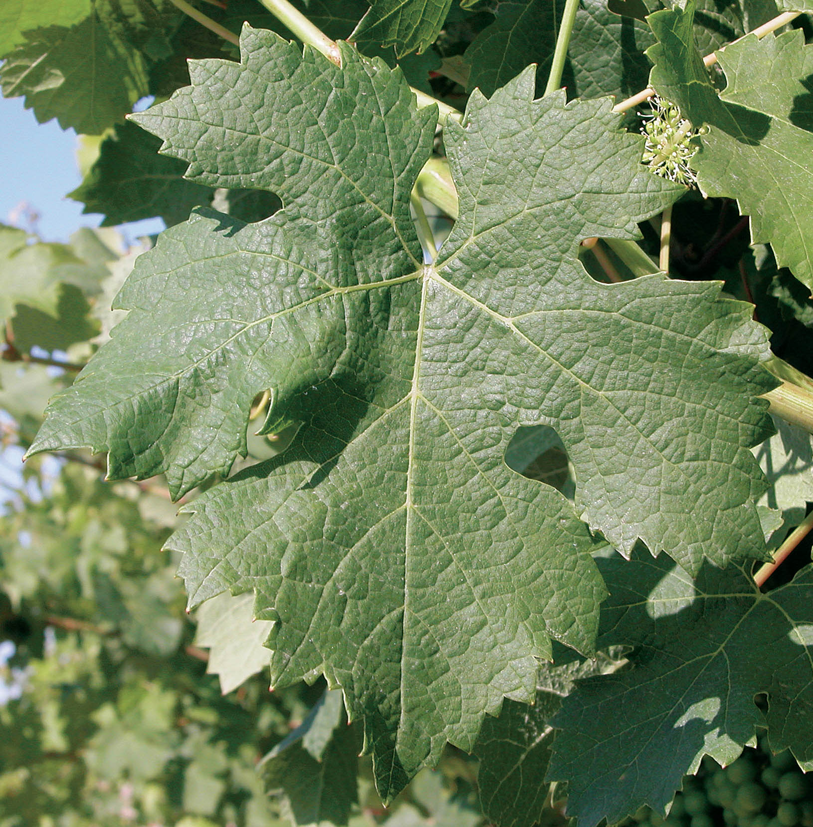 Feuille
