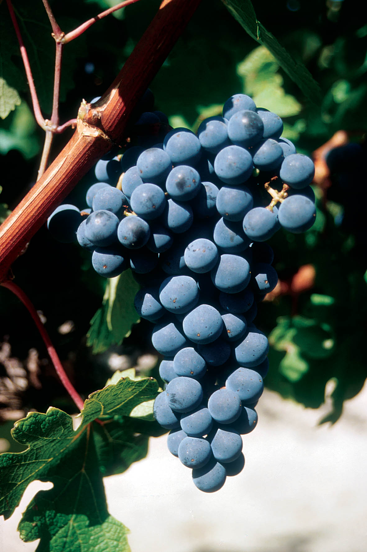 Grappe