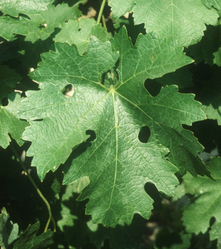 Feuille