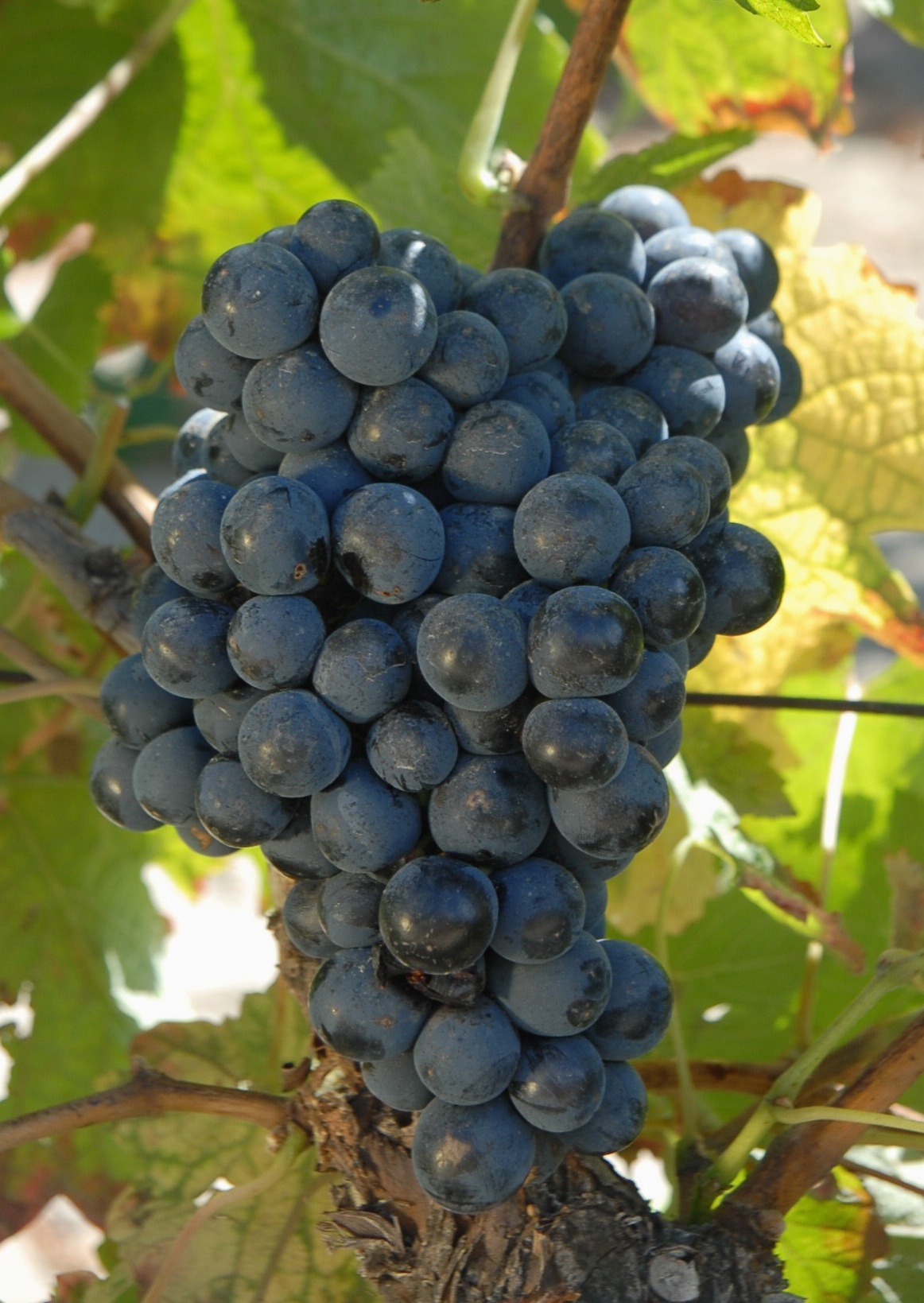 Grappe
