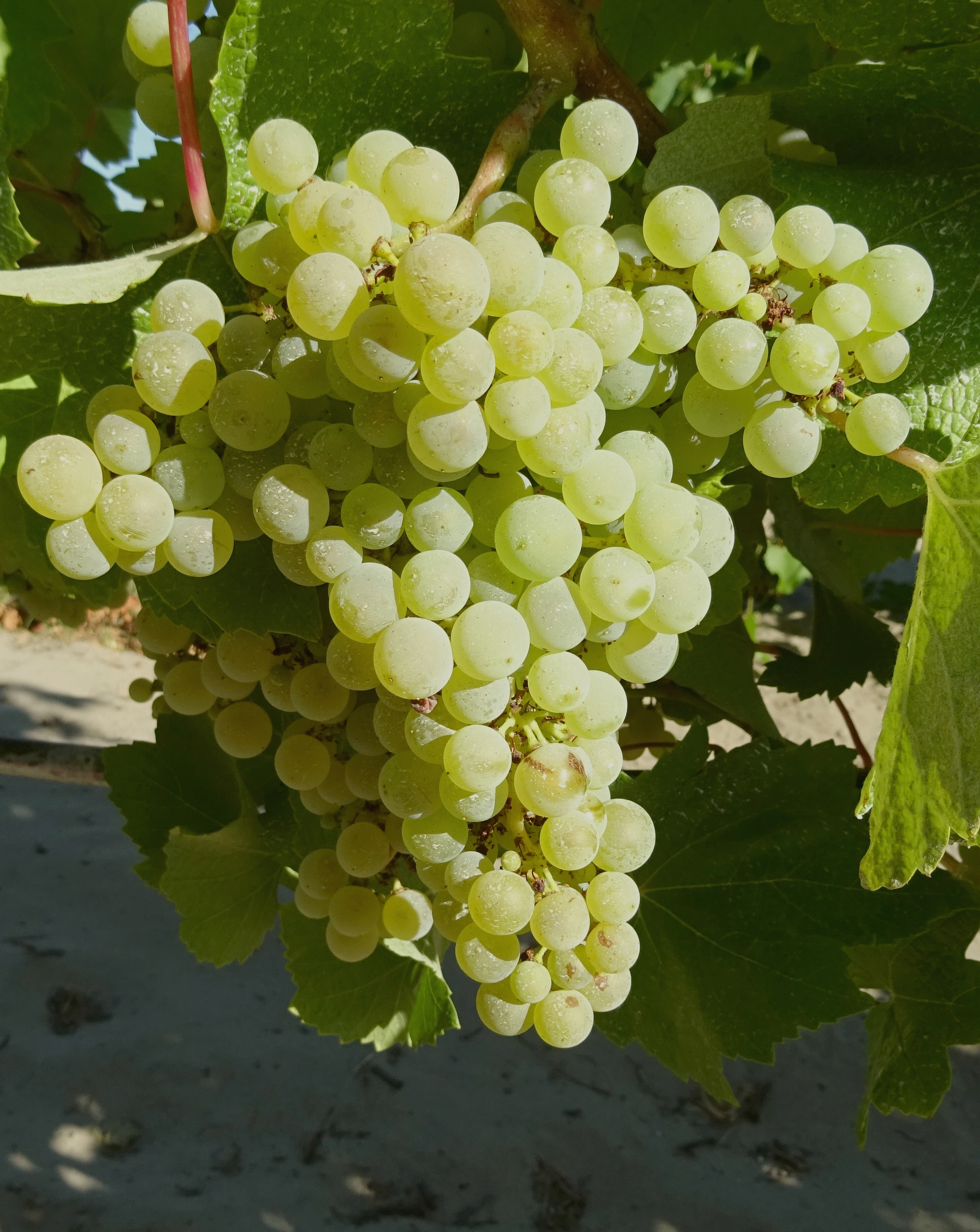 Grappe