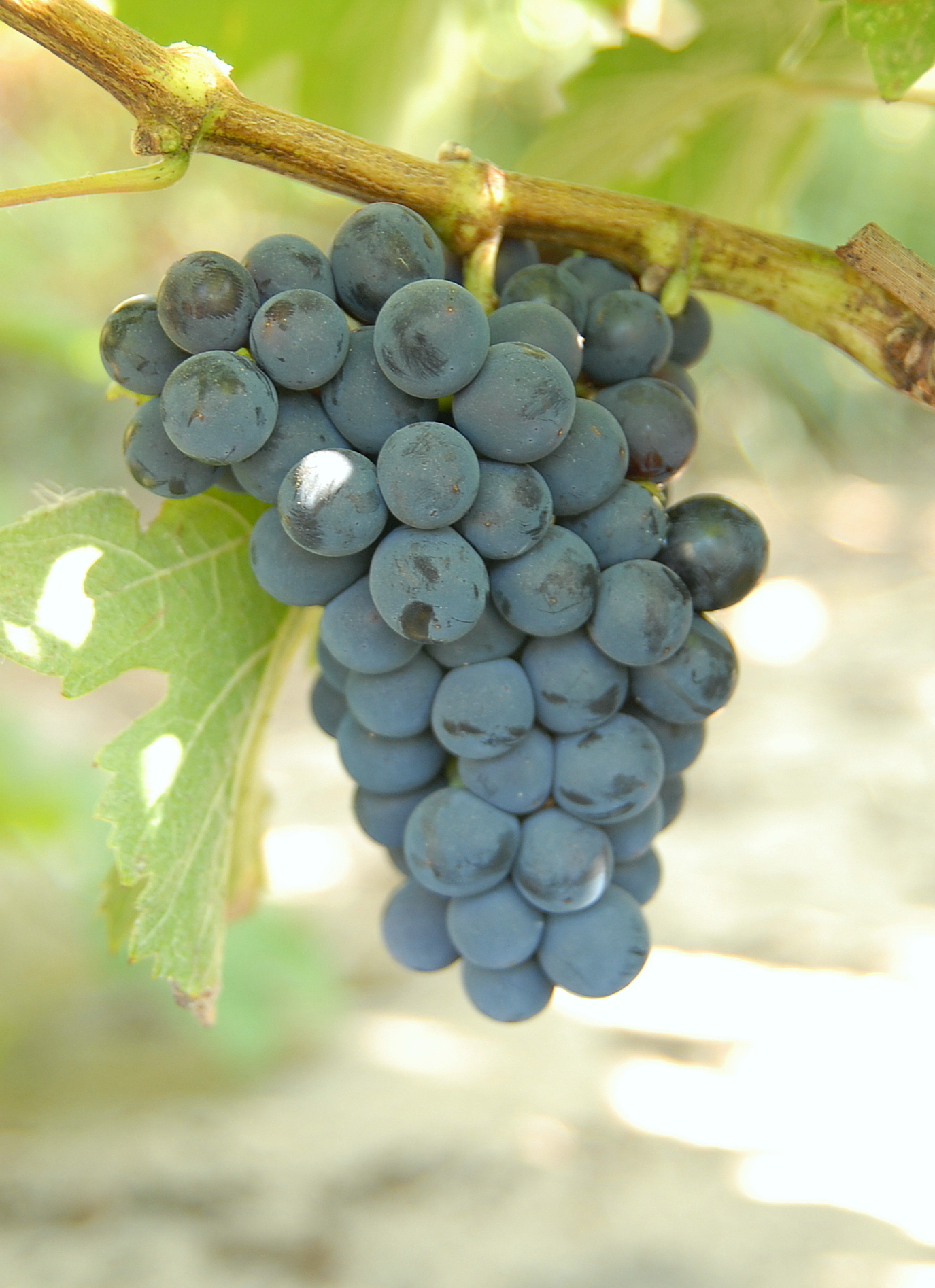 Grappe