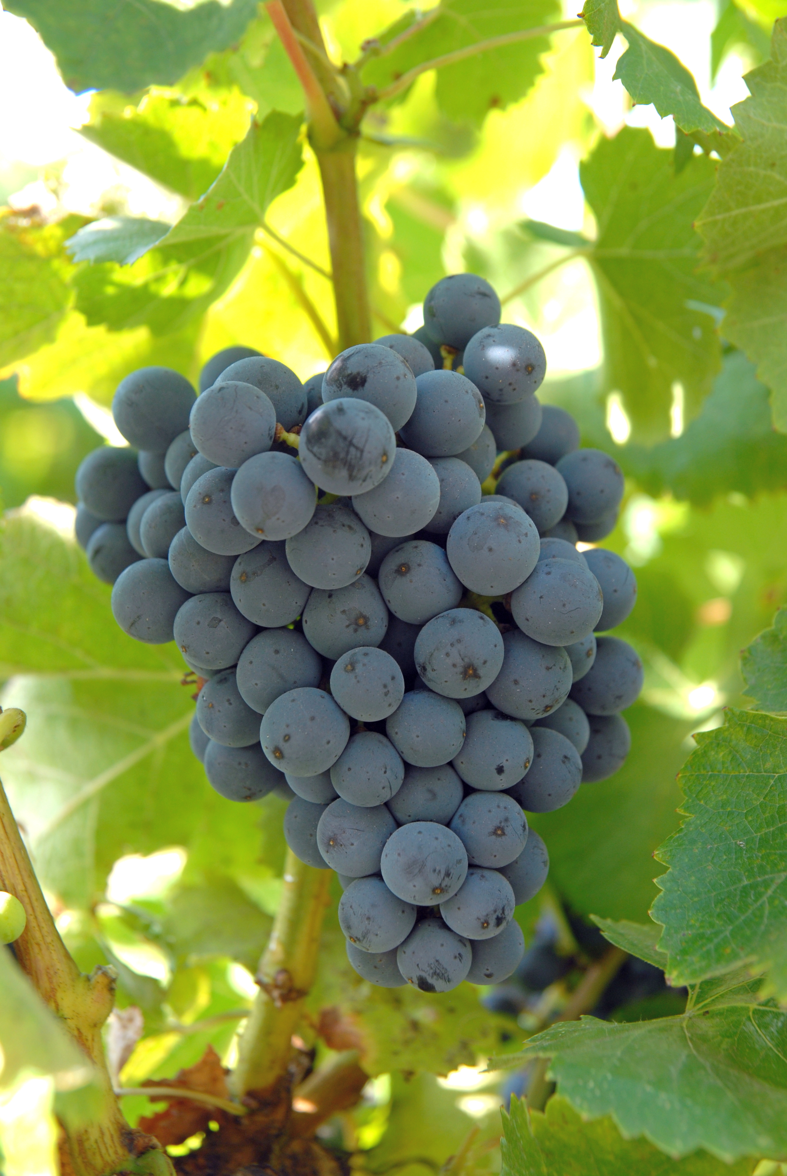 Grappe