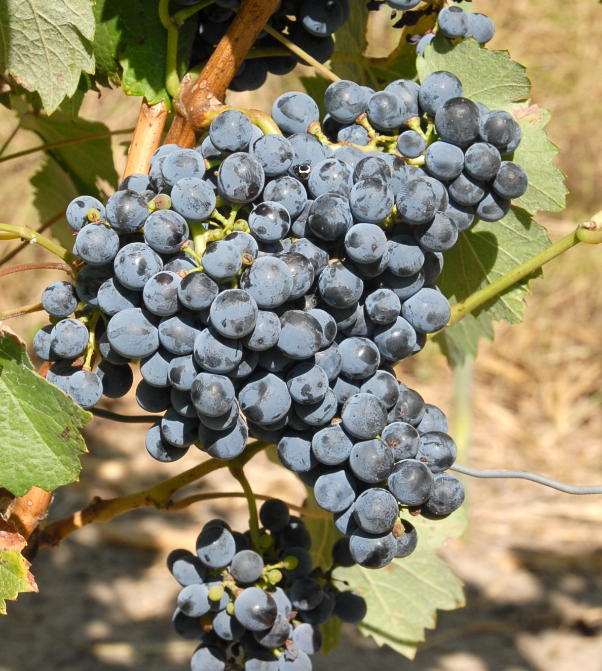 Grappe