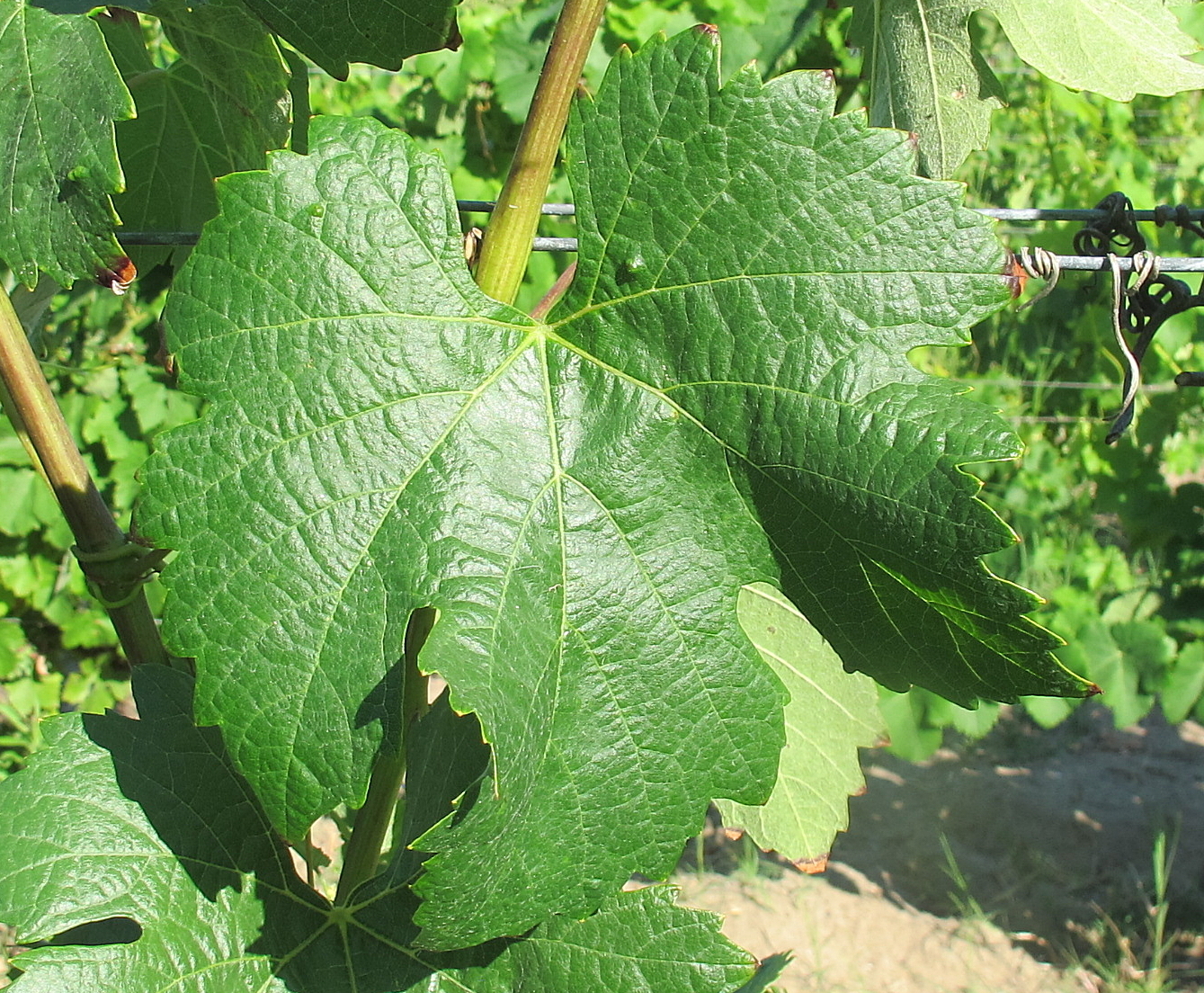 Feuille
