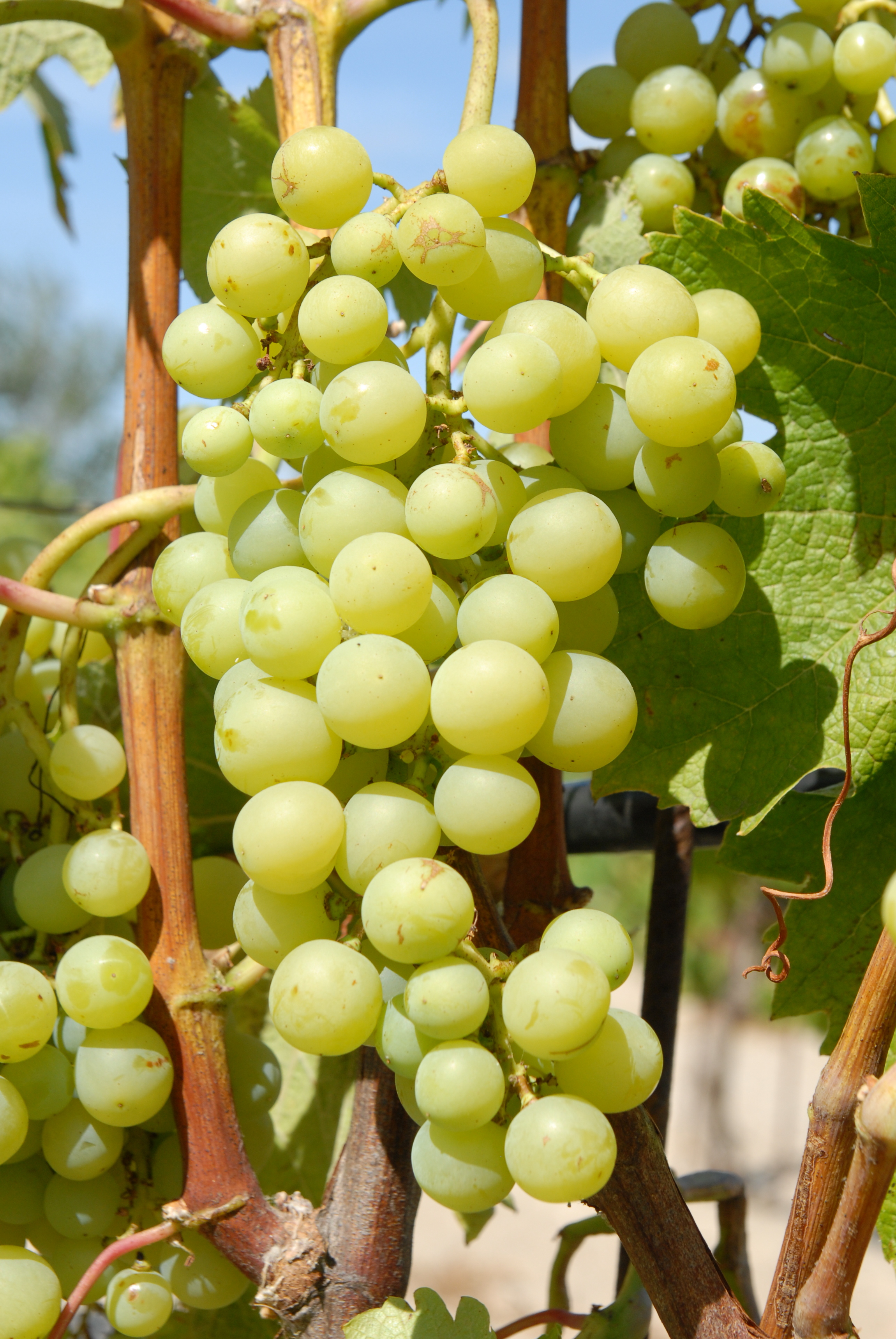 Grappe