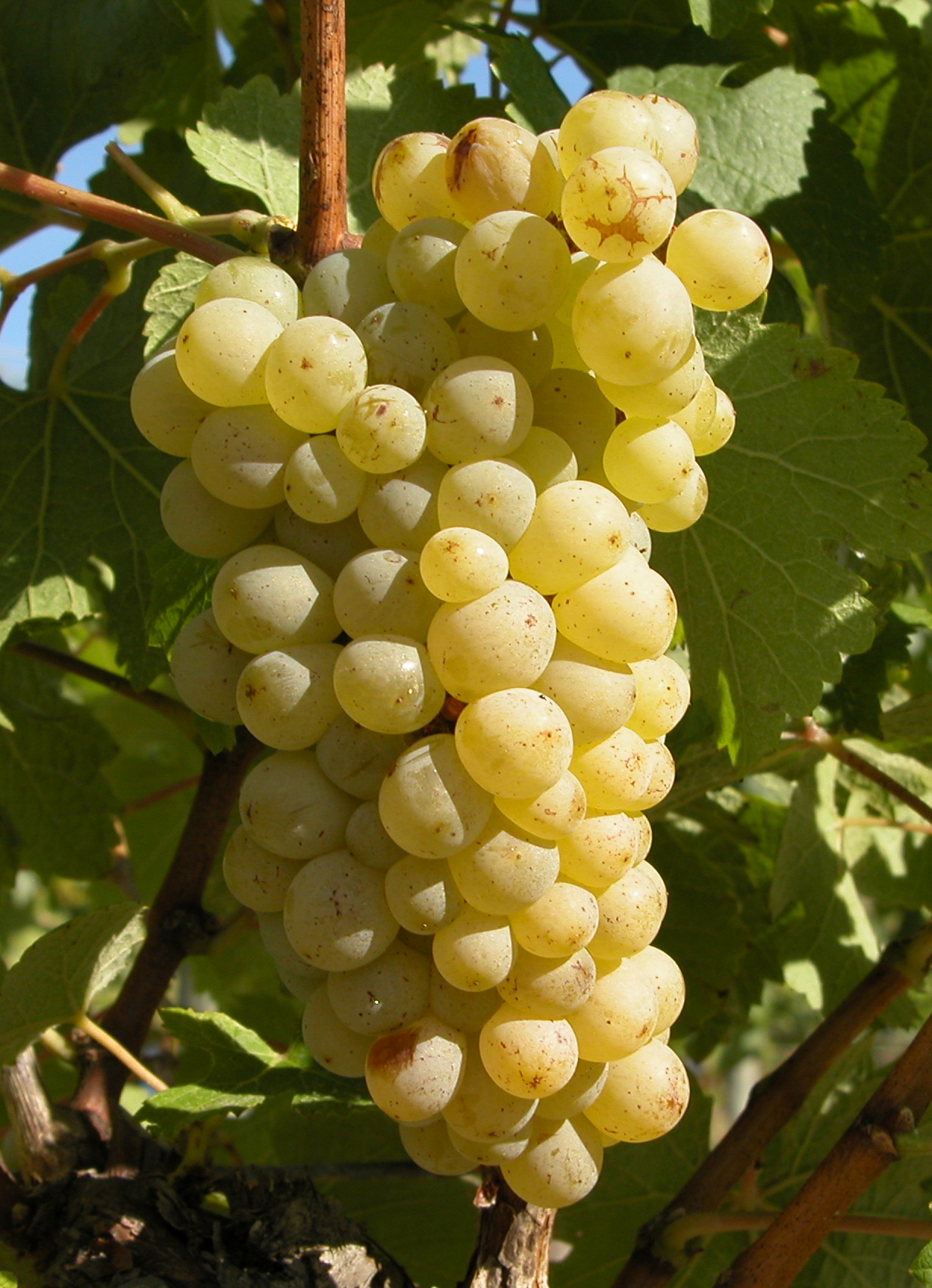 Grappe