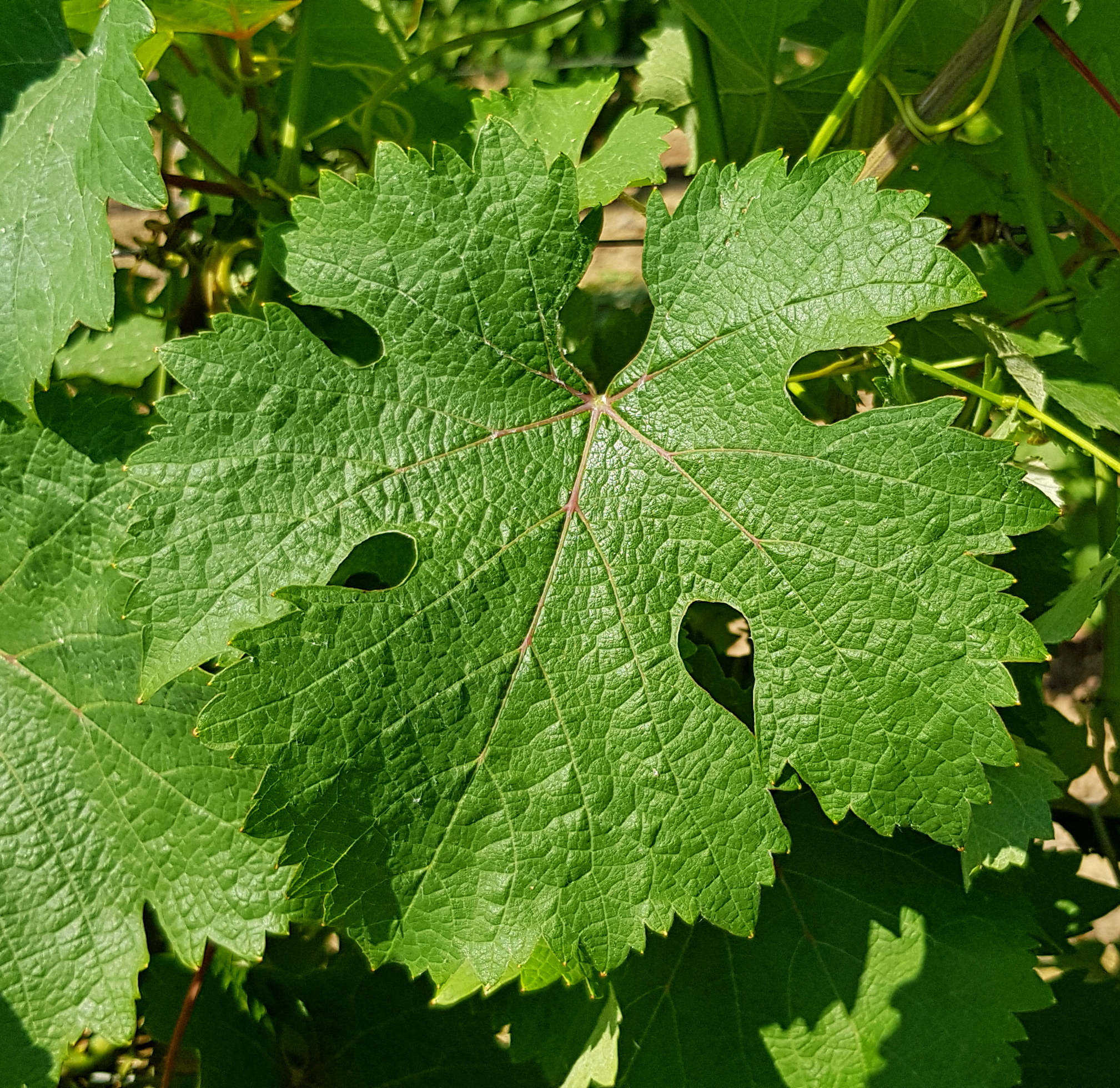 Feuille
