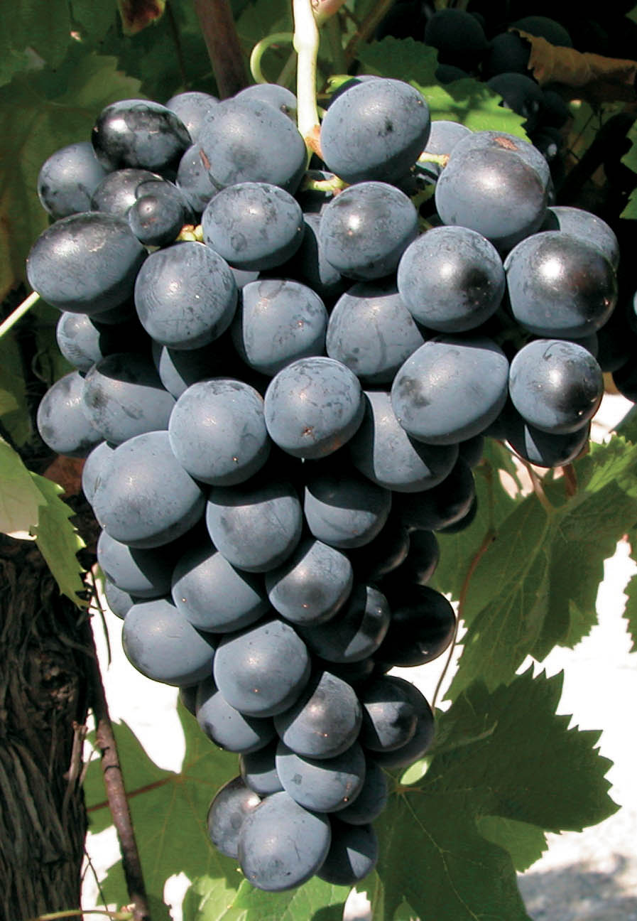 Grappe
