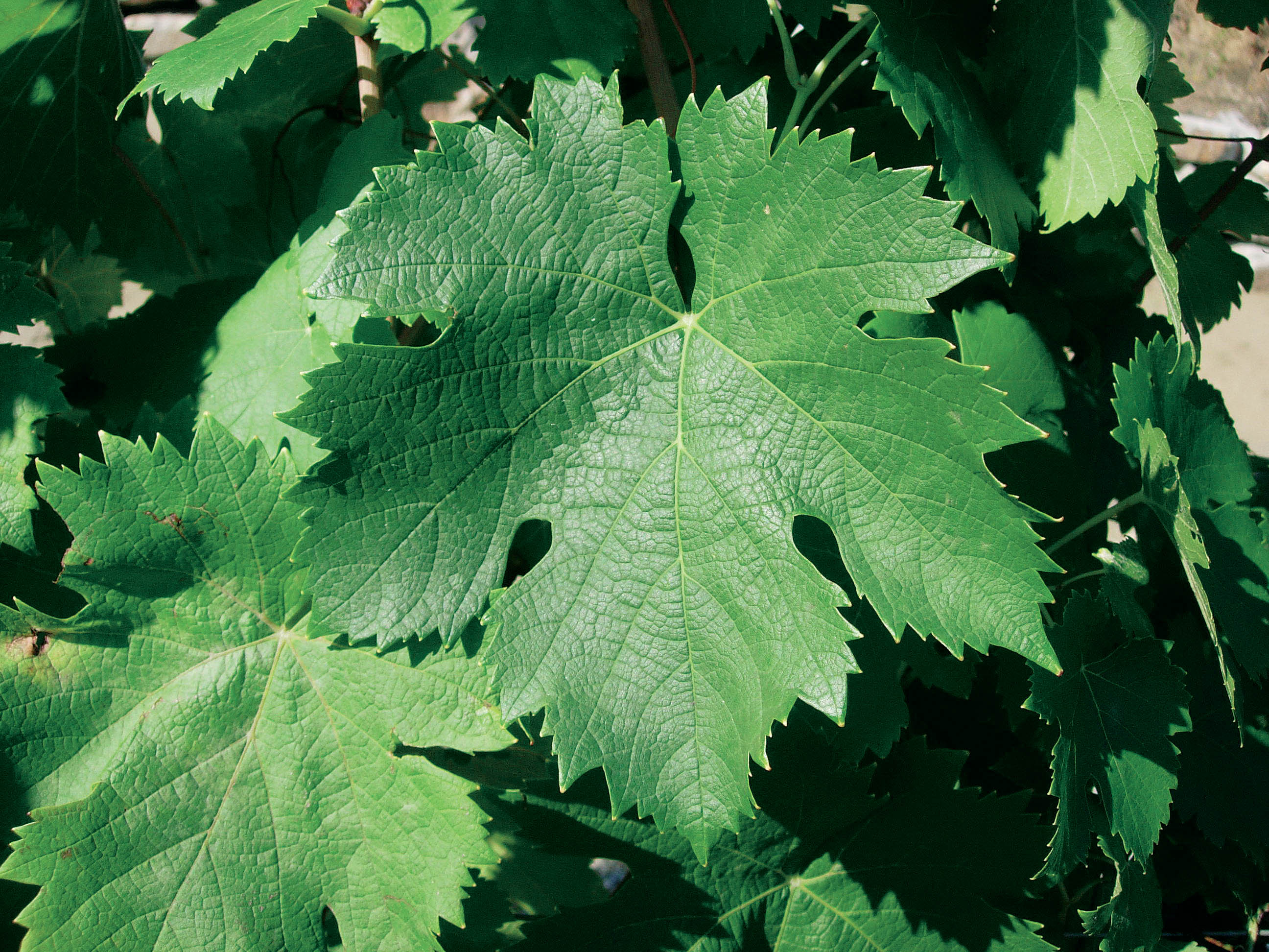 Feuille
