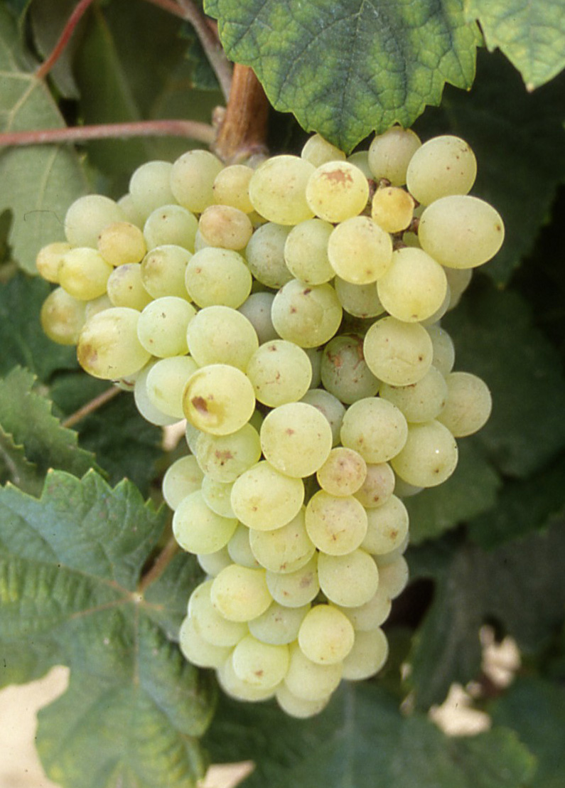 Grappe