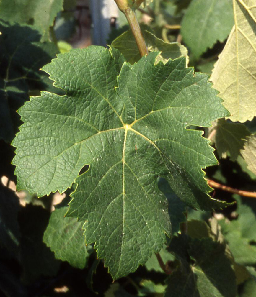 Feuille