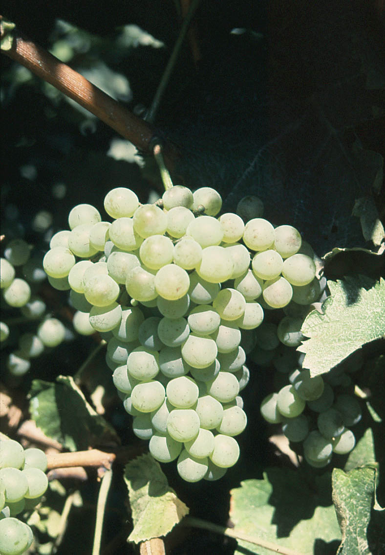 Grappe
