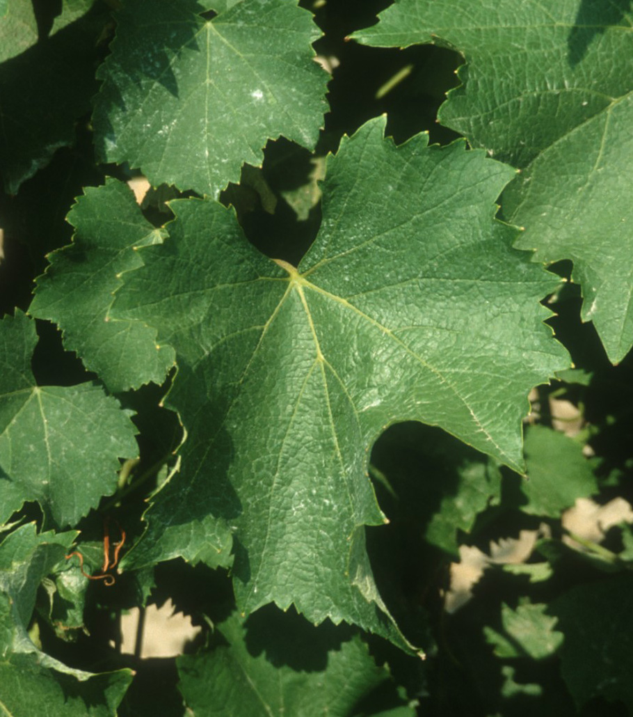 Feuille