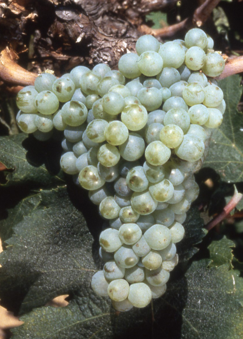 Grappe
