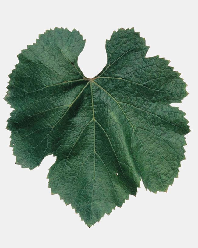 Fleur