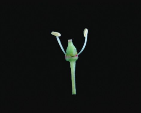 Fleur