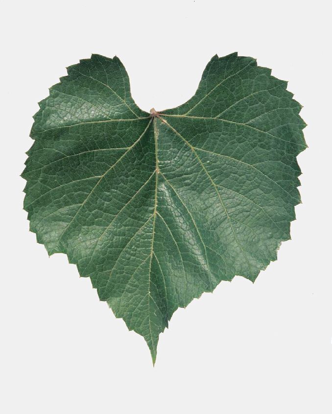 Fleur