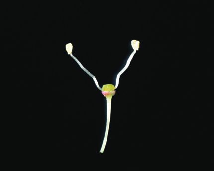 Fleur