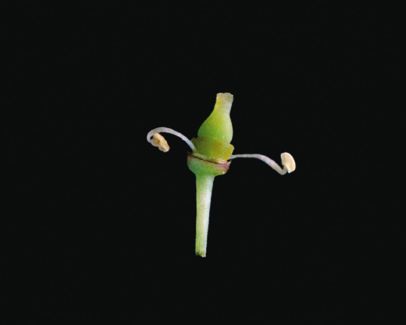 Fleur