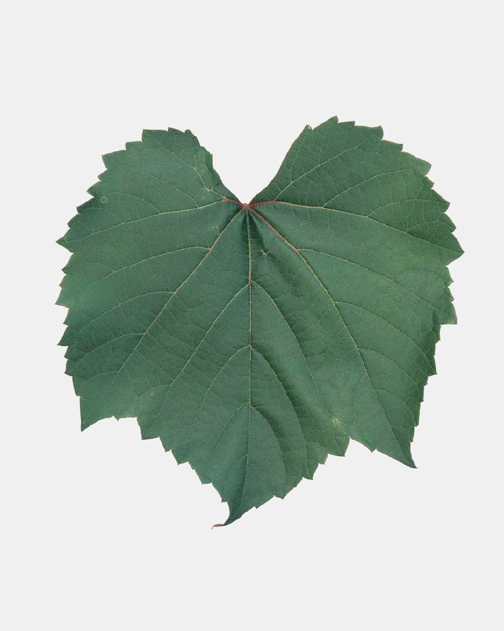 Fleur