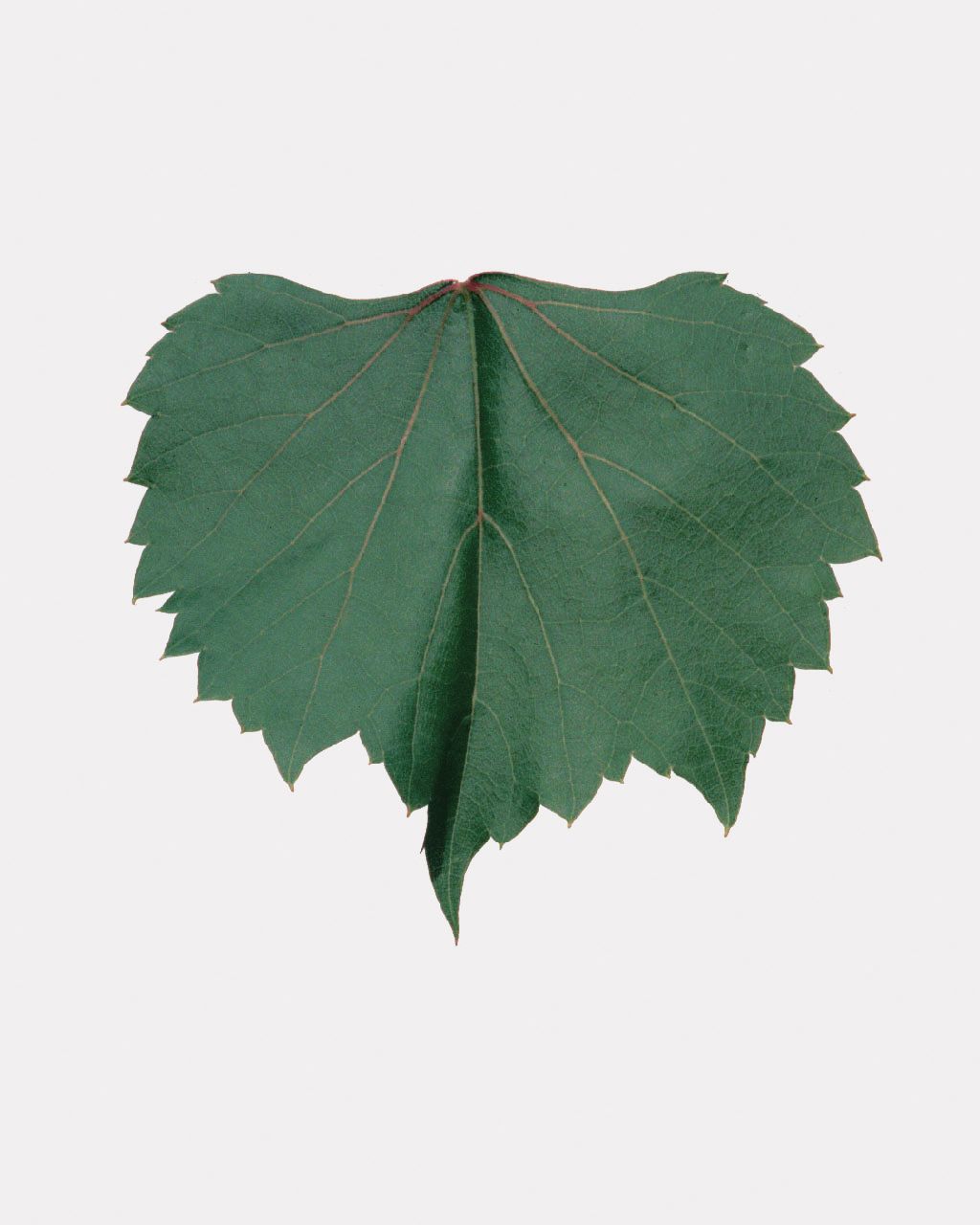Fleur